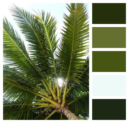 Coconut Tree Tropical Palm Tree Image